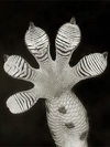 Gecko foot