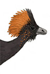 Anchiornis