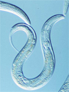 c. elegans