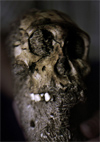 Australopithecus sediba